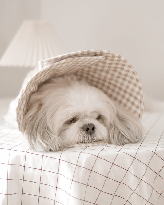 Pet Cone