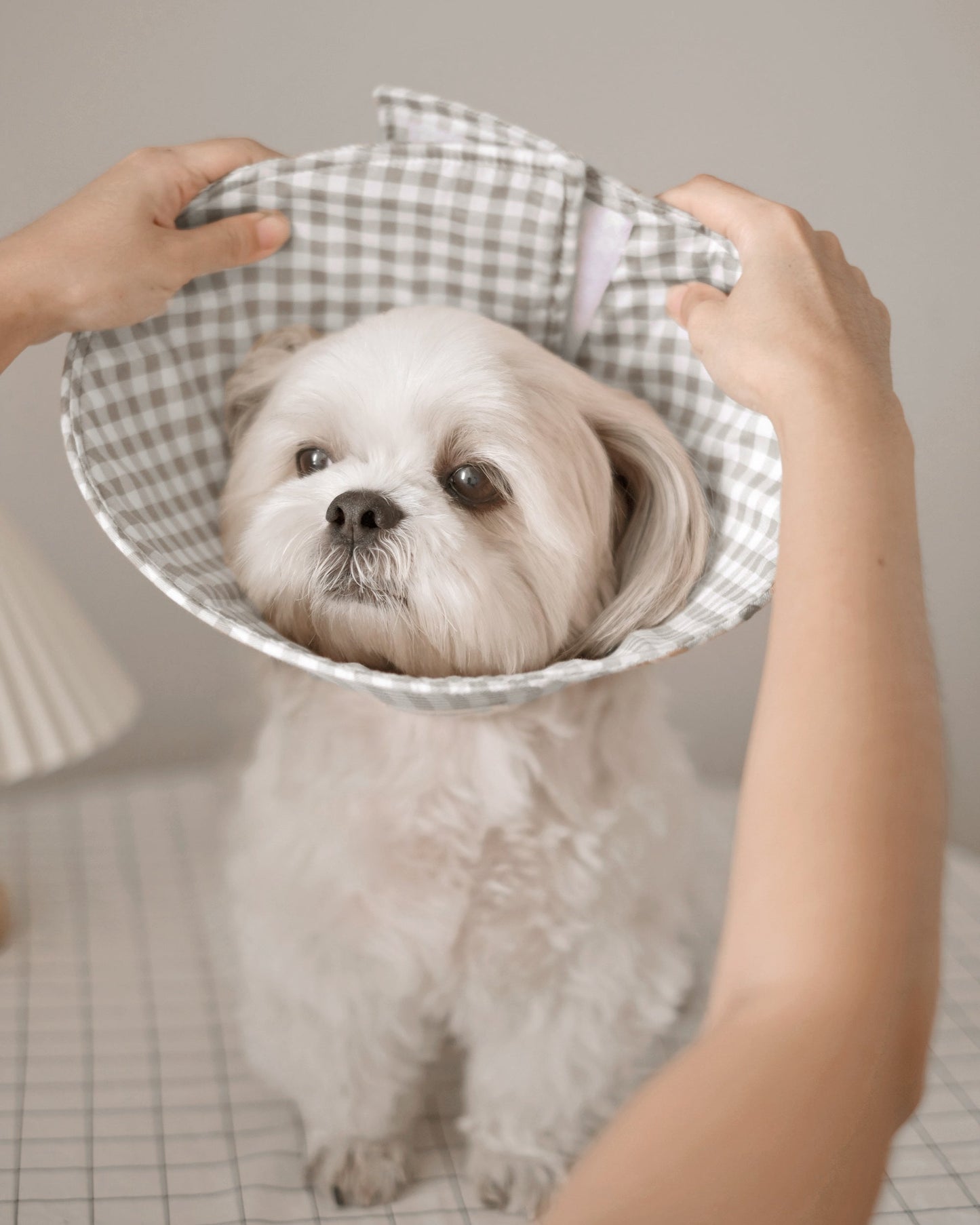 Pet Cone