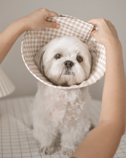 Pet Cone